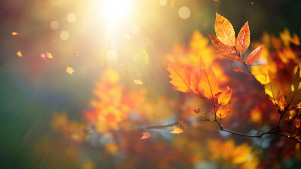 Bright Sunshine in Autumn Forest Zoom Background Tasarım Şablonu