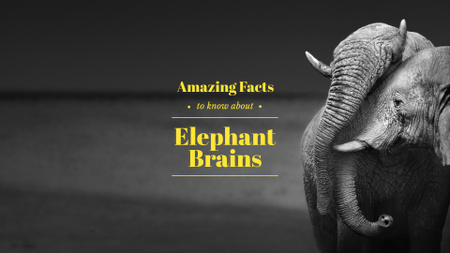 Designvorlage fakten über elefanten für Presentation Wide