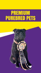 Exclusive Local Breeder's Purebred Dog Offerings At Reduced Price