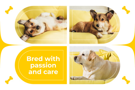 Φροντίδα καθαρόαιμων σκύλων με πάθος Mood Board Πρότυπο σχεδίασης