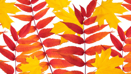 Folhagem de outono amarela e vermelha brilhante Zoom Background Modelo de Design