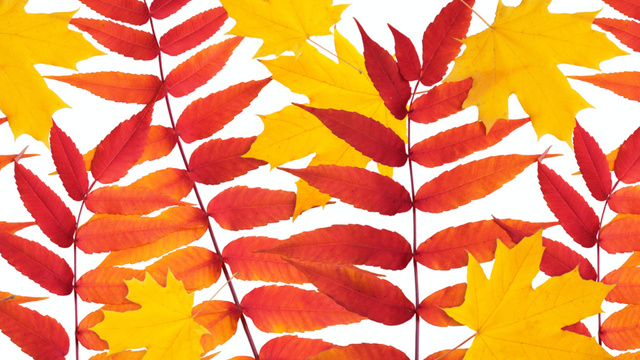 Bright Yellow and Red Autumn Foliage Zoom Background Tasarım Şablonu