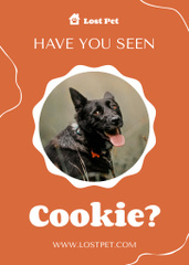 Orange Ad about Missing Black Dog