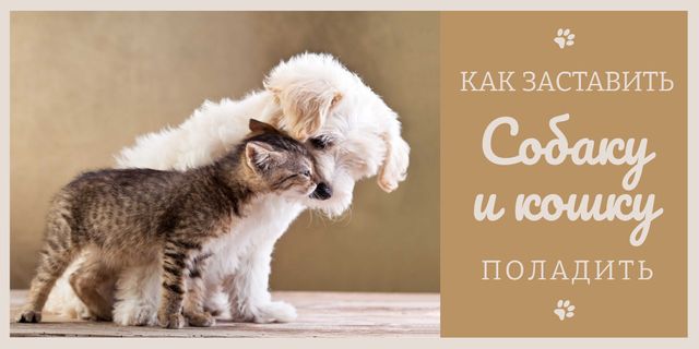 Pets Behavior with Cute Dog and Cat in Brown Twitter tervezősablon
