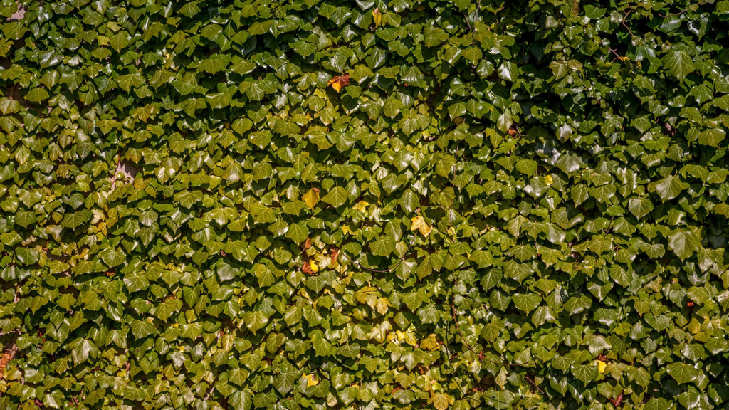 Ontwerpsjabloon van Zoom Background van Lush weaving ivy