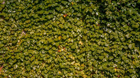Modèle de visuel Lush weaving ivy - Zoom Background