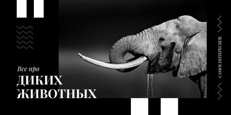 Wild elephant portrait Image – шаблон для дизайна