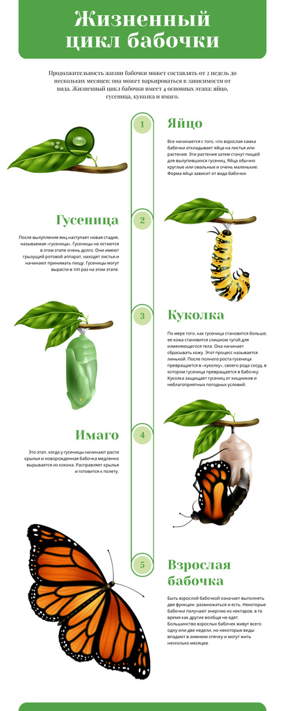 Szablon projektu Process infographics about Butterfly life cycle Infographic