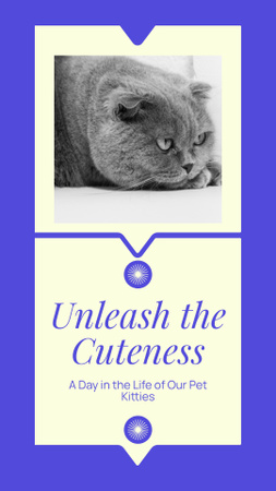Marvelous Cat Breeds And Day Of Life In Episode Instagram Video Story Design Template