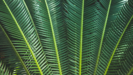 Designvorlage Tropical green branches für Zoom Background