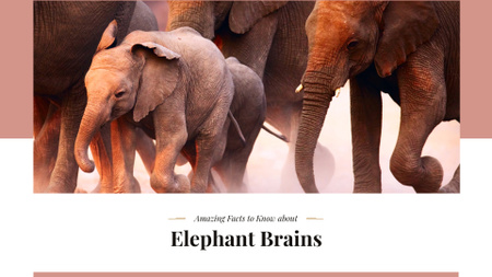 Facts about elephants Ad Presentation Wide Design Template