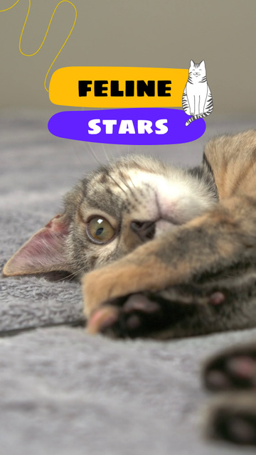 Plantilla de diseño de Excellent And Playful Feline Companion Offer TikTok Video 