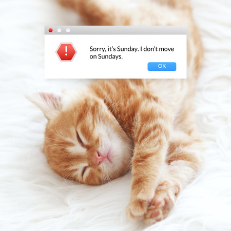 Szablon projektu śmieszny żart z leniwym śpiącym kotkiem Instagram