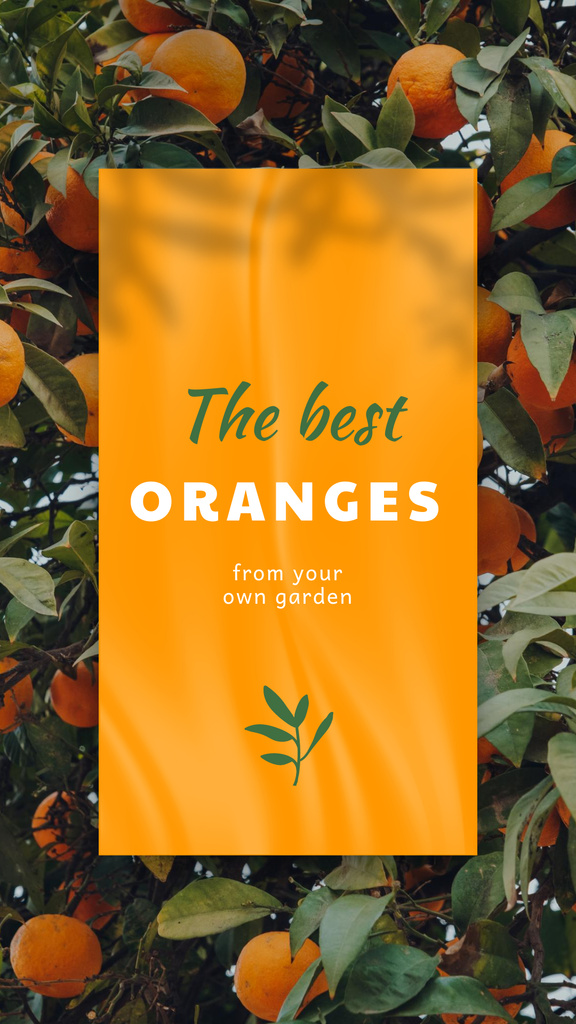 Fresh Oranges on Trees Instagram Story Design Template
