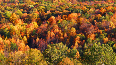 Яскравий великий осінній ліс Zoom Background – шаблон для дизайну