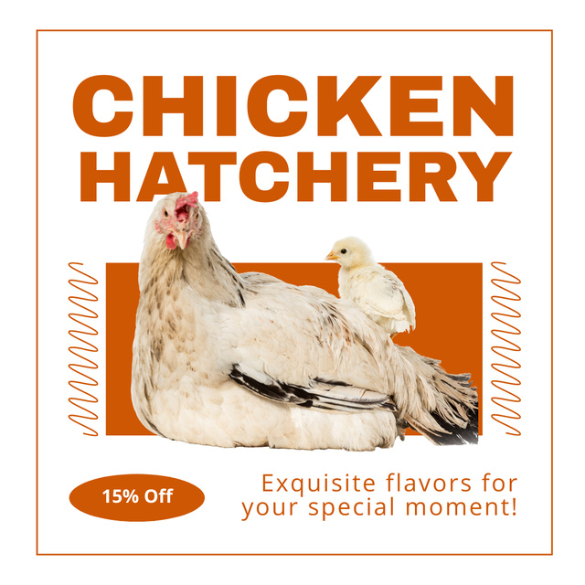 Chicks Sale by Hatchery Instagram AD Tasarım Şablonu