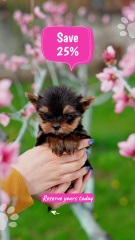 Lovely Purebred Puppies Offer At Reduced Price