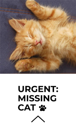 Lost Cat information with cute pet Instagram Story Design Template