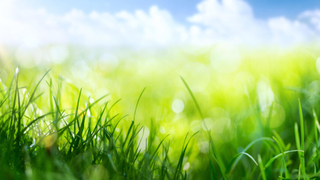 Summer Field with Green Grass Zoom Background Design Template