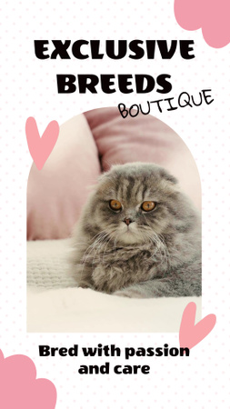 Sale in Pedigree Boutique with Fluffy Cat Instagram Video Story Design Template