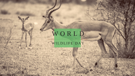 World Wildlife Day with Antelope in Natural Habitat Youtube Design Template