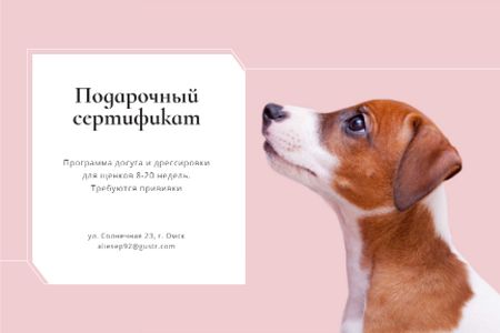 Puppy play socialization class Gift Certificate – шаблон для дизайна