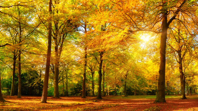 Designvorlage Sunshine in Autumn Forest with Foliage on Ground für Zoom Background