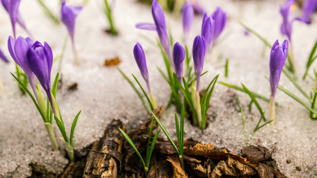 Spring Crocuses in Melting Snow Zoom Background Design Template