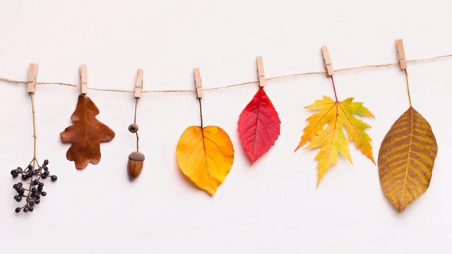 Plantilla de diseño de Cute Autumn Leaves on Clothespins Zoom Background 
