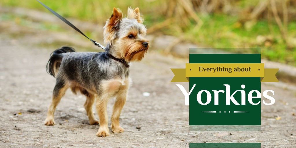 Yorkshire Terrier Dog on a Walk Twitter – шаблон для дизайну