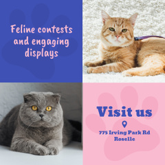 Lovely Cat Celebration And Contests Announcement