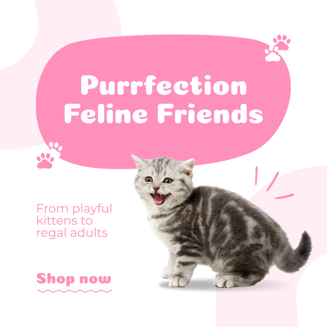 Purebred Kittens Sale Instagram Šablona návrhu