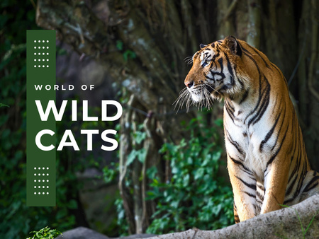 Designvorlage wilde katzen fakten mit tiger für Presentation