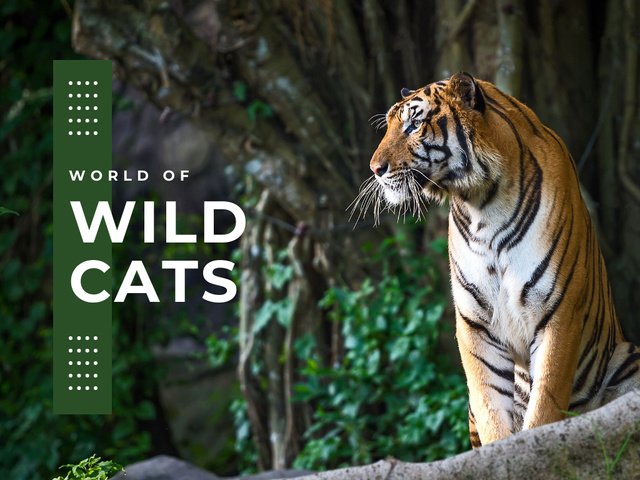 Designvorlage Wild cats Facts with Tiger für Presentation