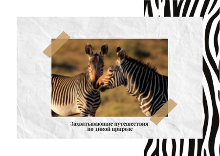 Дикие зебры в природе Postcard – шаблон для дизайна