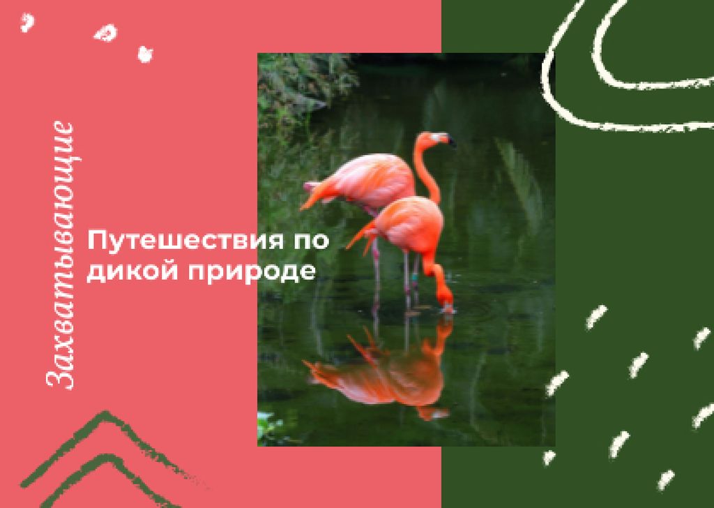 Pink flamingos in water Postcard Design Template
